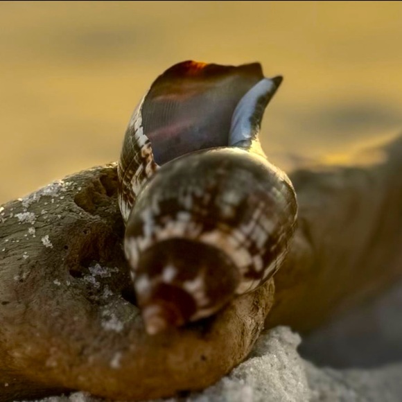 FL TRUE TULIP COLLECTOR SEASHELL SEMI RARE DISPLAY SHELL NAUTICAL DECOR COASTAL - Picture 11 of 12